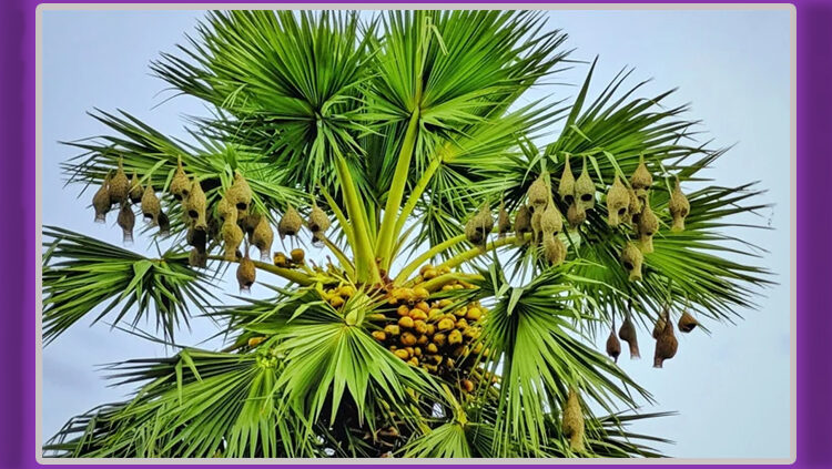 কমে যাচ্ছে বাবুই পাখি ও তালগাছ: প্রাকৃতিক আবাস সংকুচিত হওয়ায় বিপন্ন ‘তাঁতি পাখি’