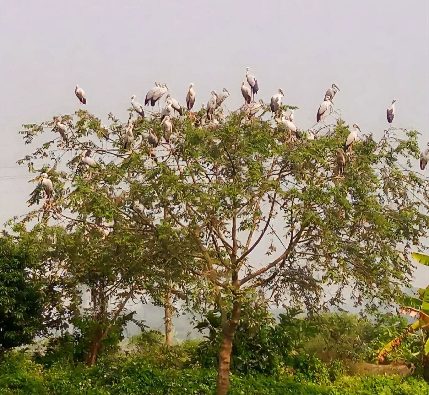 সলঙ্গায় শীতের আগমনী বার্তায় অতিথি পাখি