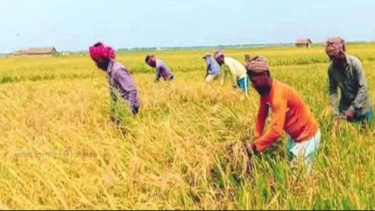 বরগুনায় কৃষকদের মাথায় হাত - প্রভাতী নিউজ 
