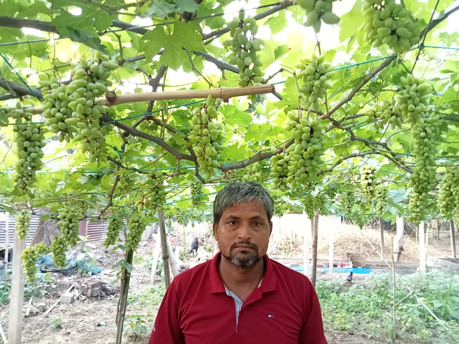 বাড়ির আঙিনা থেকে বাণিজ্যিক আঙ্গুর চাষে সফল নুরুজ্জামান, এখন ১ বিঘা জমিতে স্বপ্নের বিস্তার - প্রভাতী নিউজ 