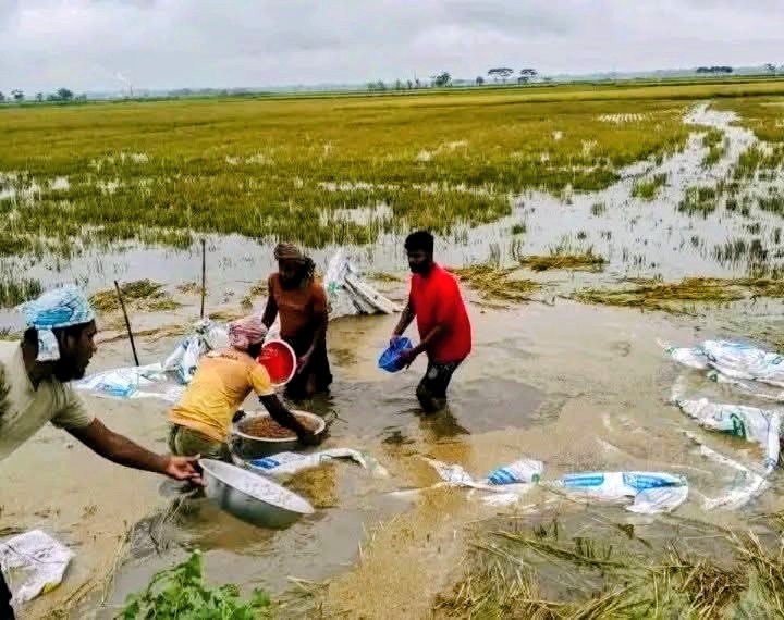 কেন্দুয়া উপজেলায় বিভিন্ন ইউনিয়নে পানিতে তলিয়ে গেছে কৃষকদের স্বপ্ন - প্রভাতী নিউজ 