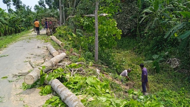 চারঘাটে সরকারি গাছ কাটার অভিযোগে বিএনপি নেতা বিতর্কে, তদন্তে প্রশাসন