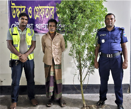 ড্রাগন বাগানে গোপনে গাঁজা চাষ, চৌগাছায় পুলিশের অভিযানে কৃষক গ্রেপ্তার